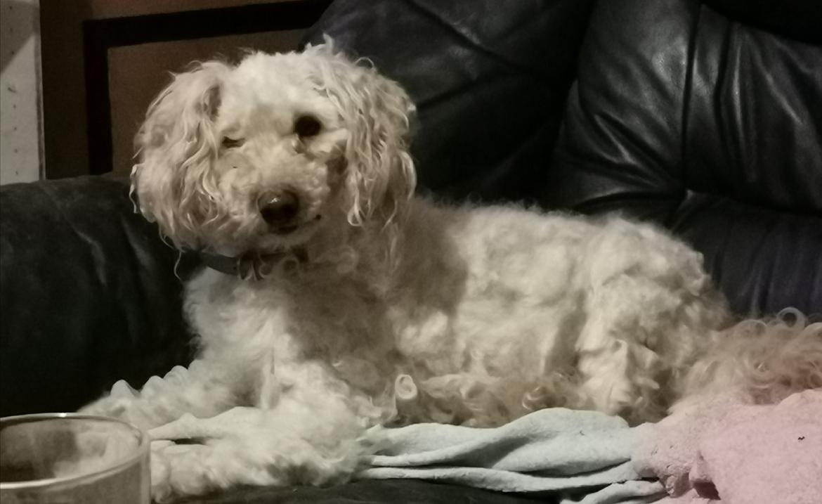 Mellempuddel Scooby Doo billede 2