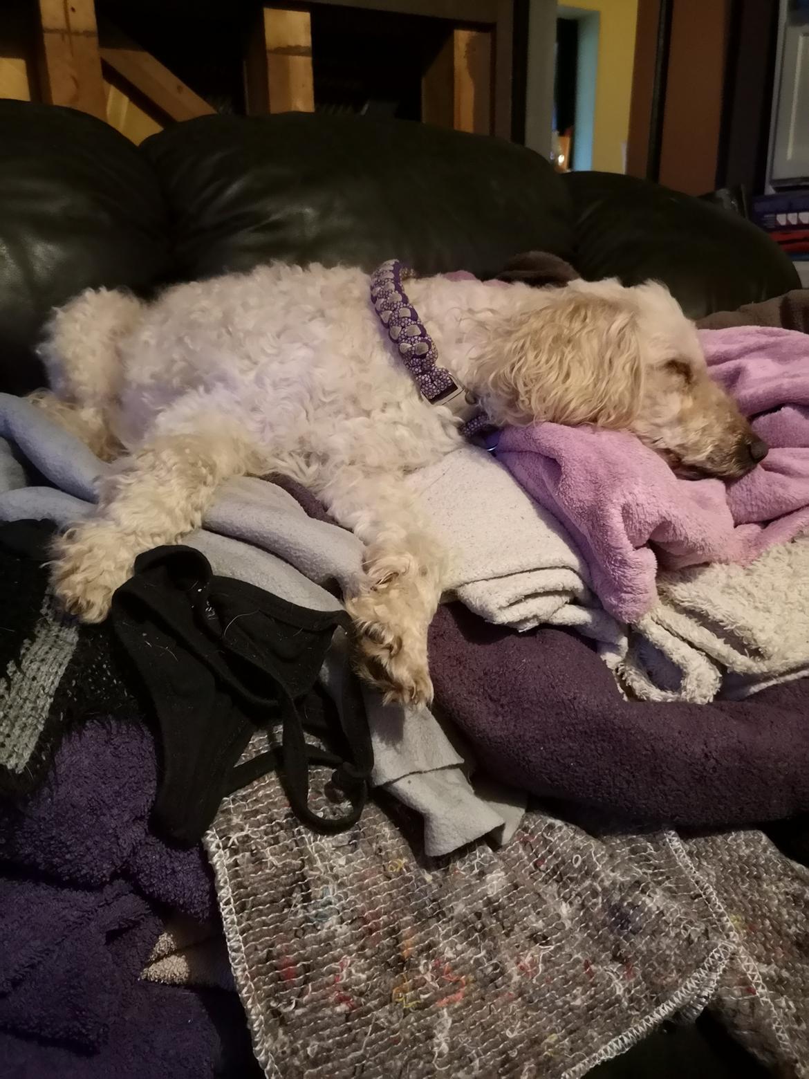 Mellempuddel Scooby Doo billede 4