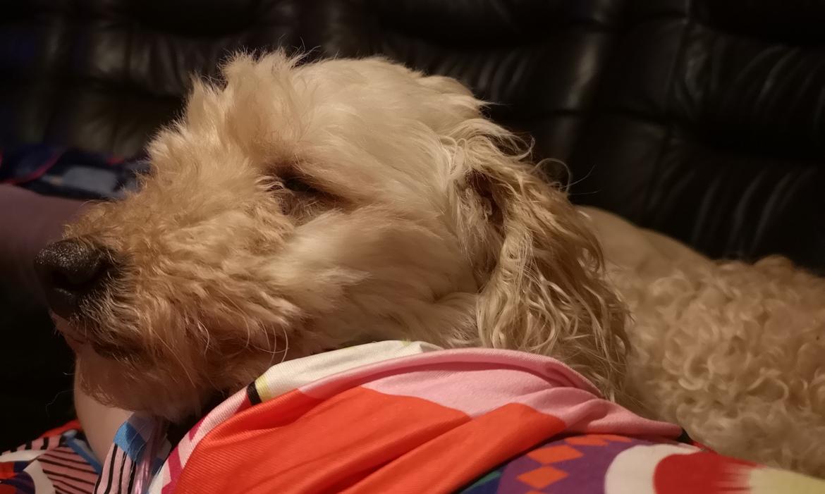 Mellempuddel Scooby Doo billede 3