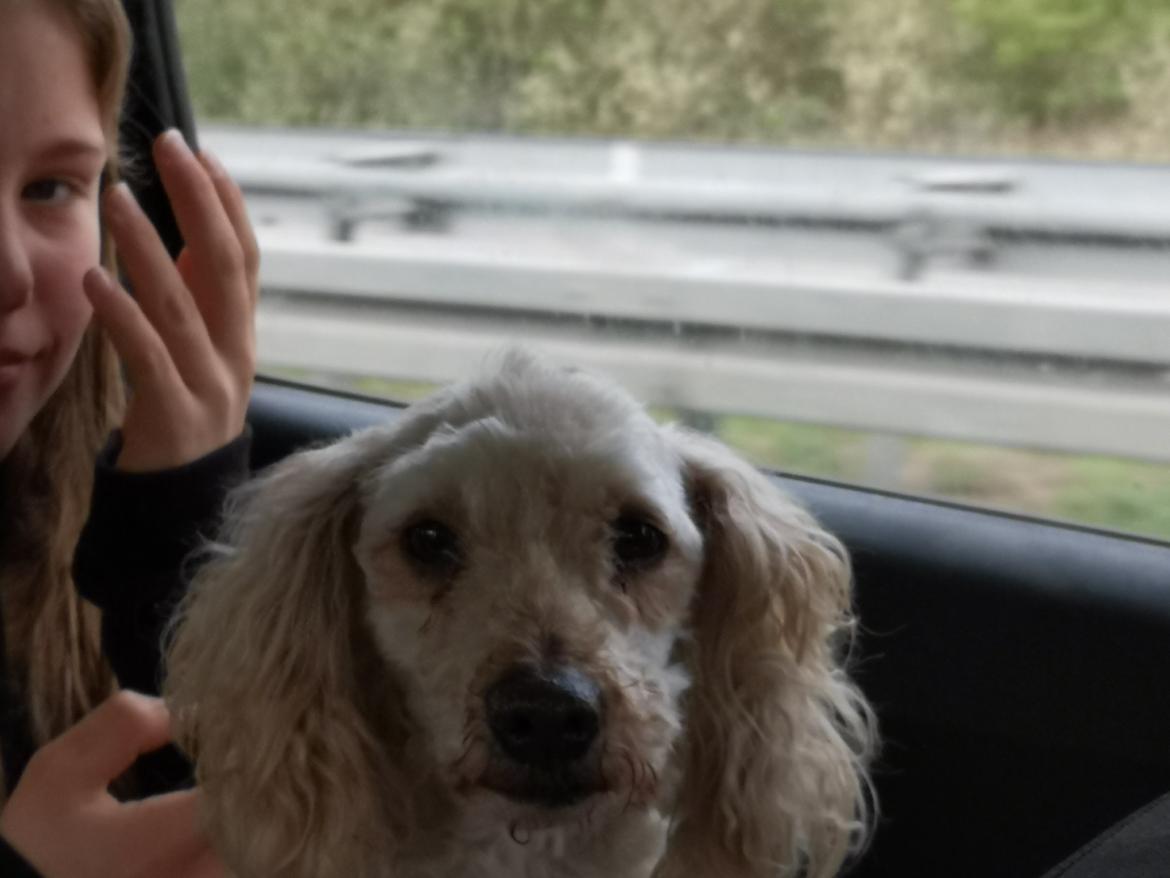 Mellempuddel Scooby Doo billede 5