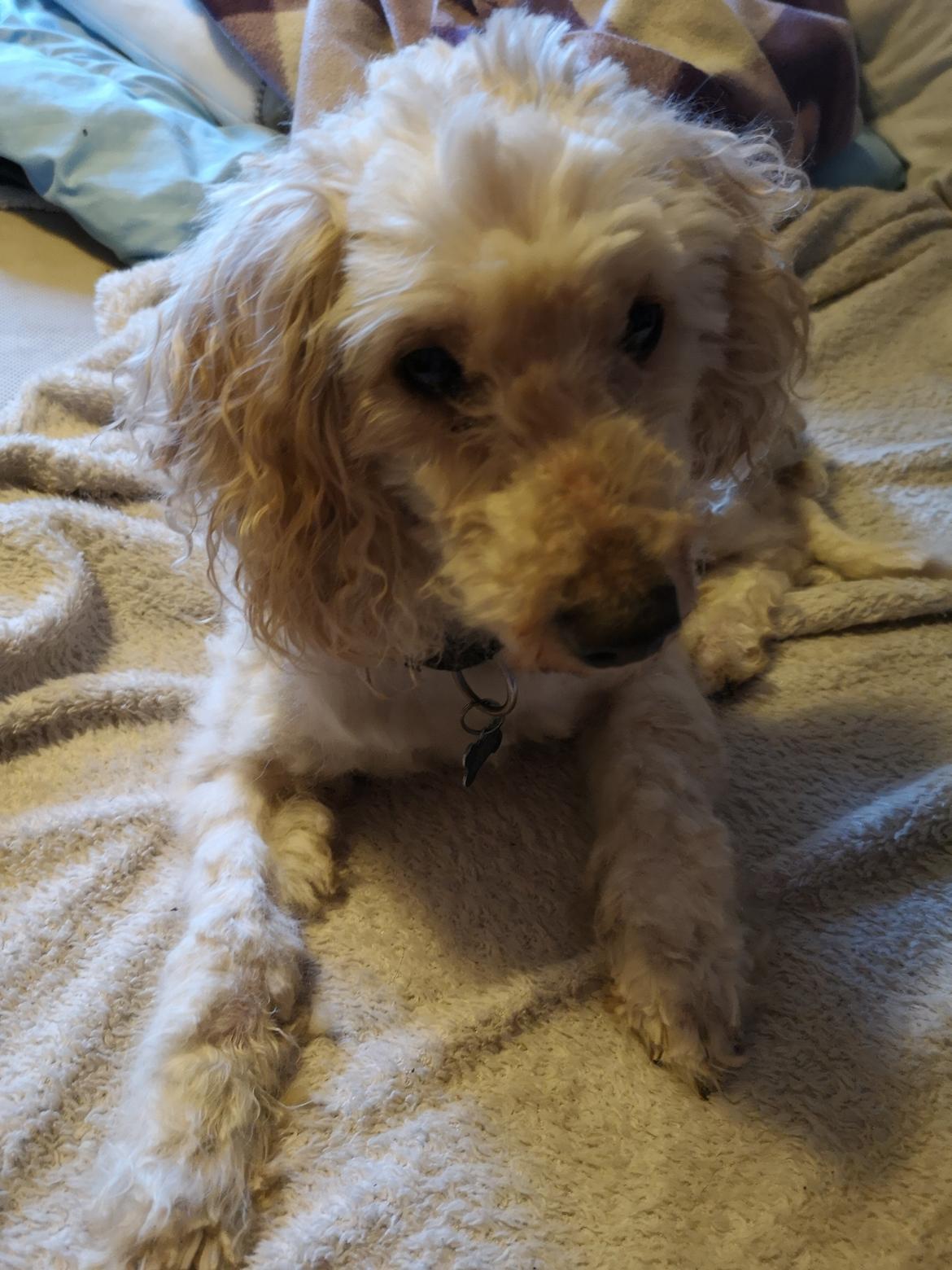 Mellempuddel Scooby Doo billede 8