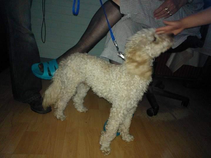 Mellempuddel Scooby Doo billede 9