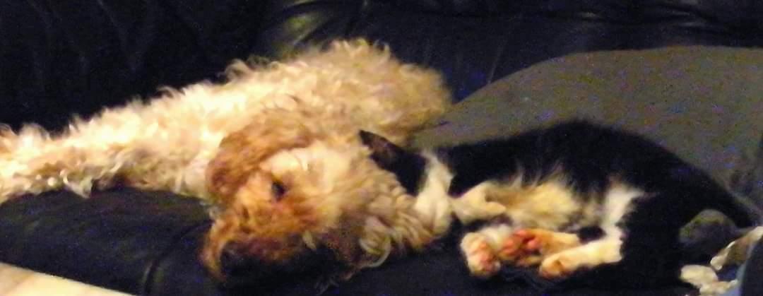 Mellempuddel Scooby Doo billede 10