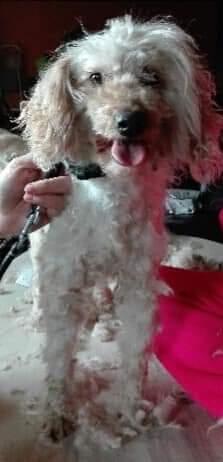 Mellempuddel Scooby Doo billede 22