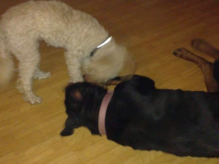 Mellempuddel Scooby Doo billede 12