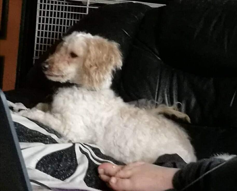 Mellempuddel Scooby Doo billede 20