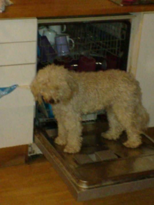 Mellempuddel Scooby Doo billede 13