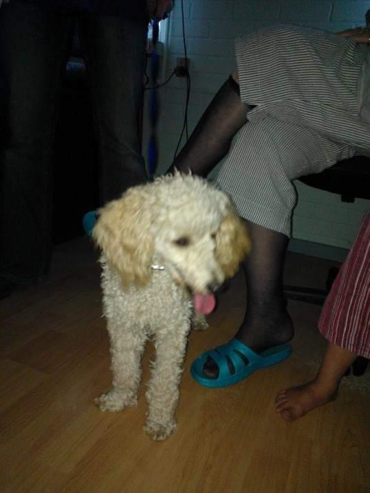 Mellempuddel Scooby Doo billede 11