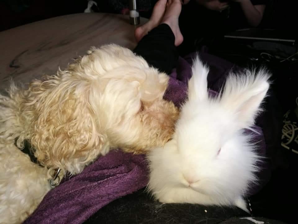 Mellempuddel Scooby Doo billede 19