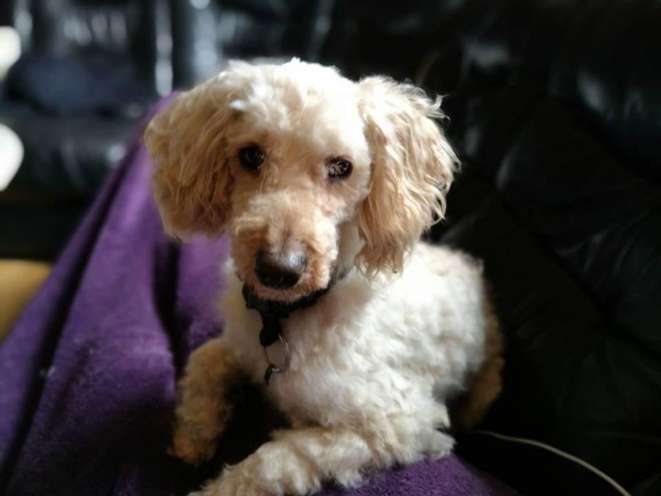 Mellempuddel Scooby Doo billede 1