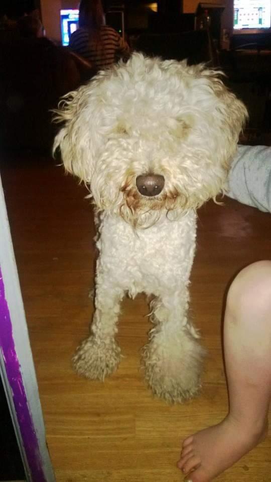 Mellempuddel Scooby Doo billede 14