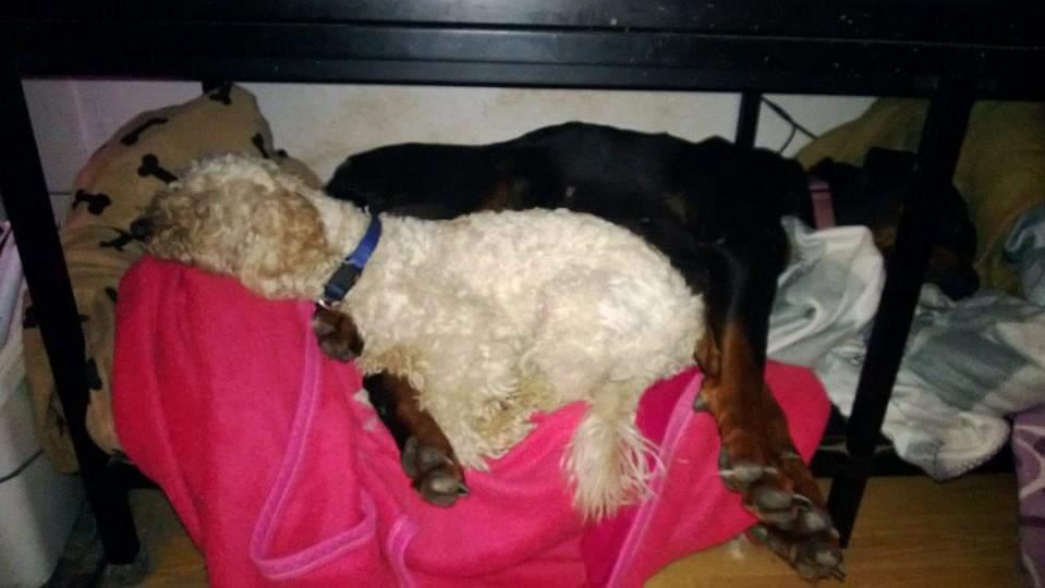 Mellempuddel Scooby Doo billede 15