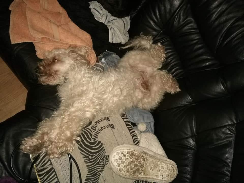 Mellempuddel Scooby Doo billede 17