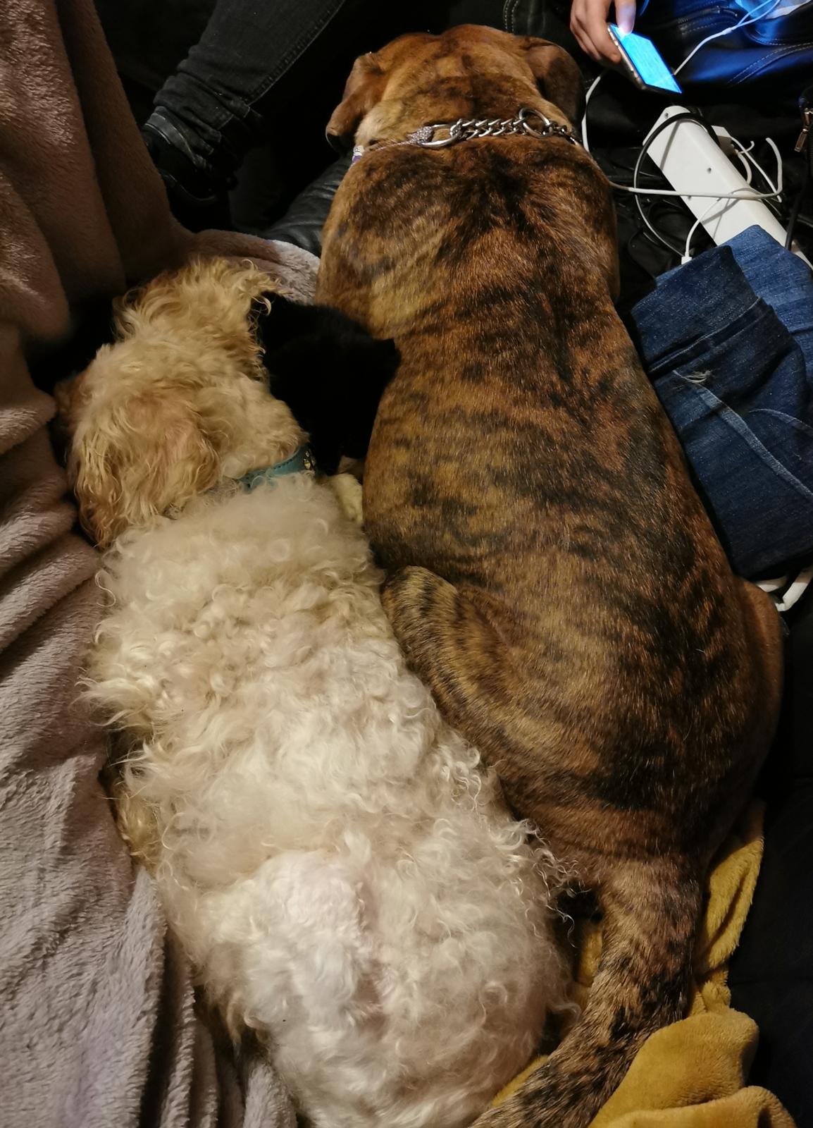 Mellempuddel Scooby Doo billede 23