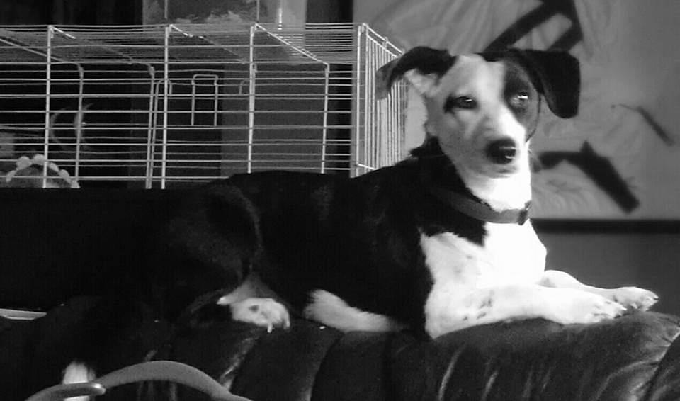 Blanding af racer Mowgli  billede 1