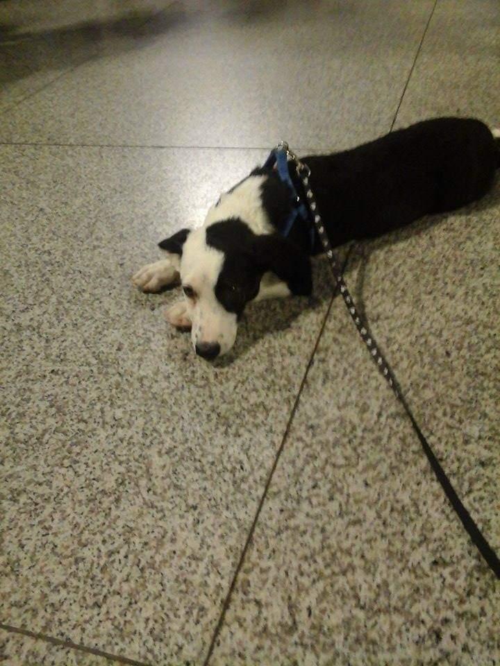 Blanding af racer Mowgli  billede 7