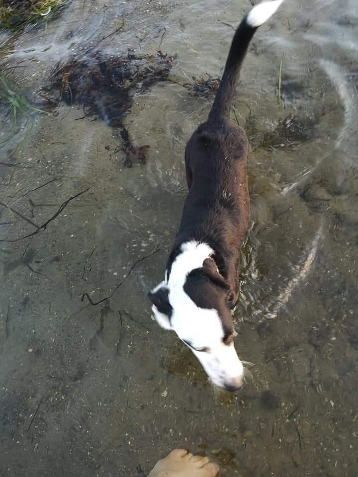 Blanding af racer Mowgli  billede 12