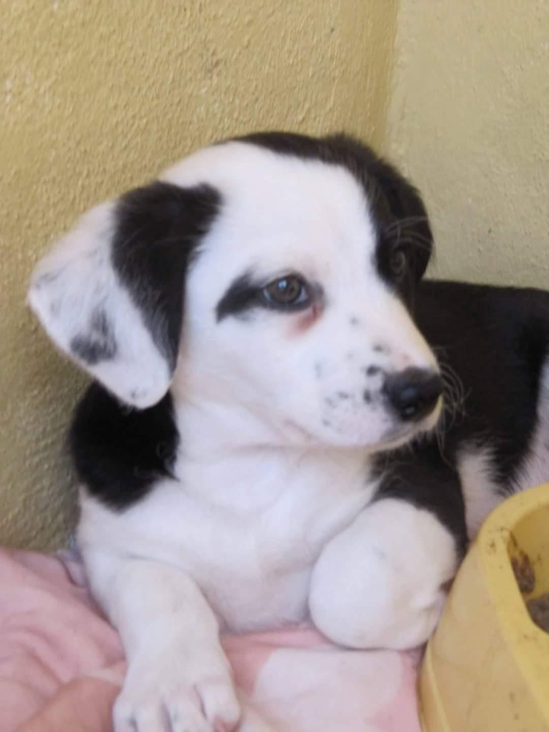 Blanding af racer Mowgli  billede 3