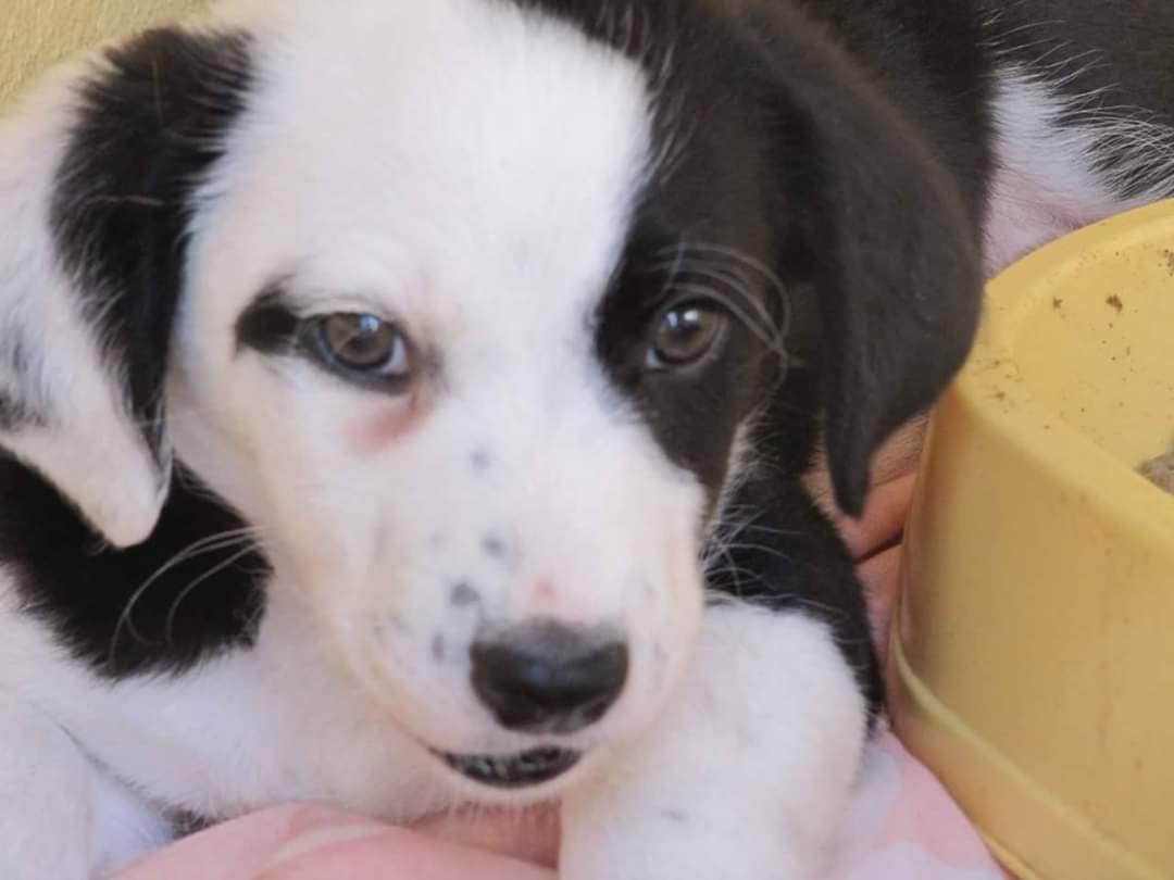 Blanding af racer Mowgli  billede 2