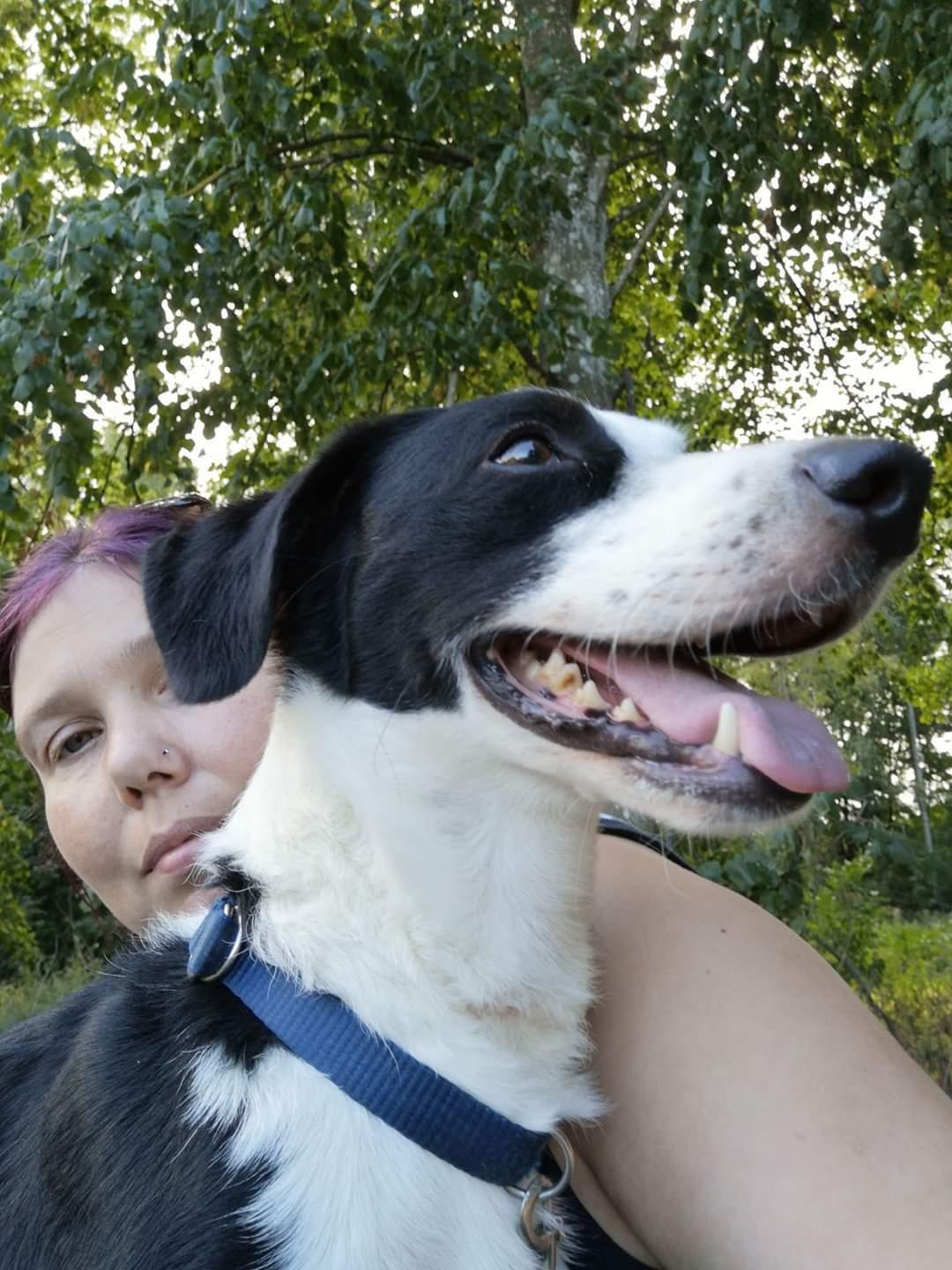 Blanding af racer Mowgli  billede 10