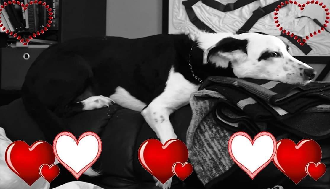 Blanding af racer Mowgli  billede 14