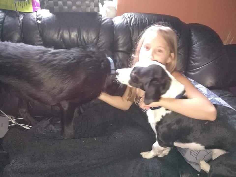 Blanding af racer Mowgli  billede 9