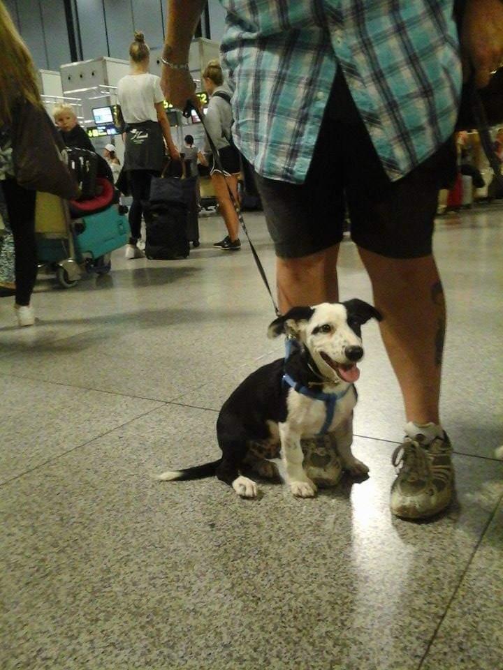 Blanding af racer Mowgli  billede 8