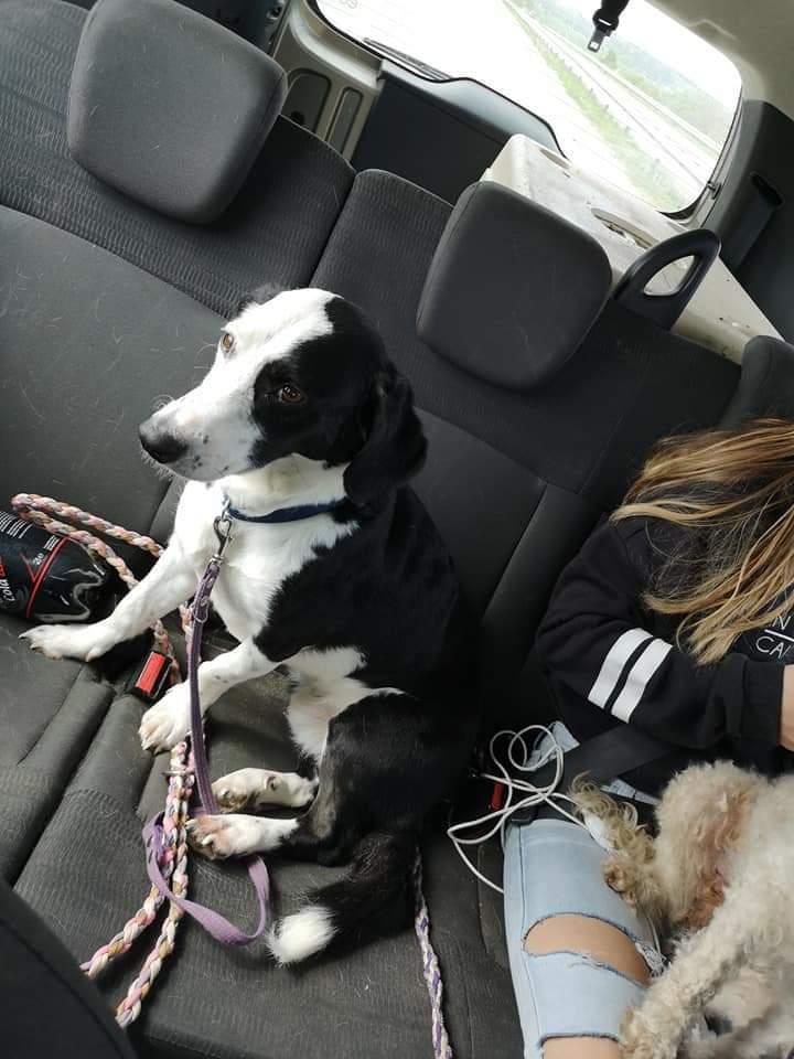 Blanding af racer Mowgli  billede 11