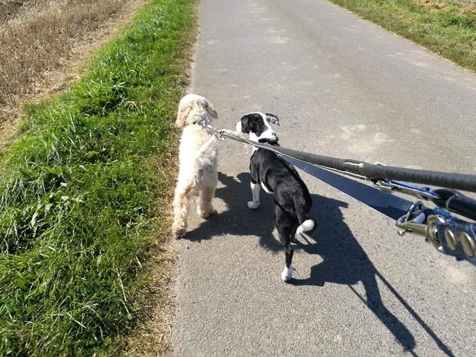 Blanding af racer Mowgli  billede 13