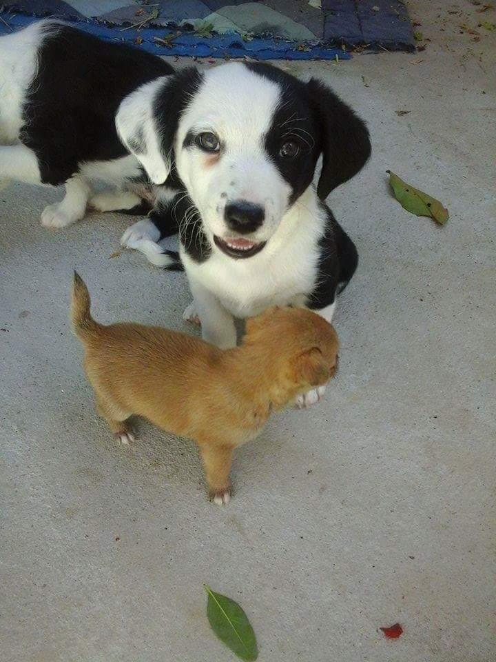 Blanding af racer Mowgli  billede 4