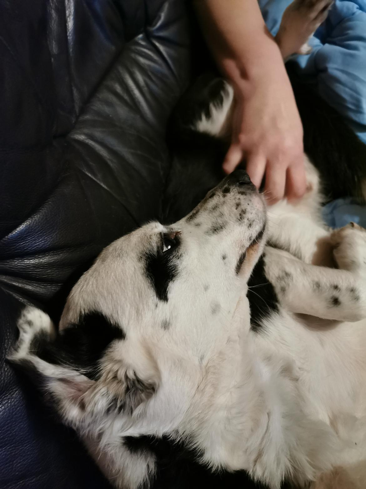 Blanding af racer Mowgli  billede 15