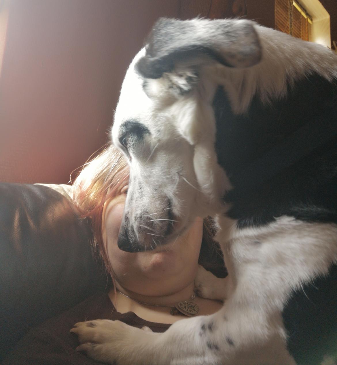 Blanding af racer Mowgli  billede 21