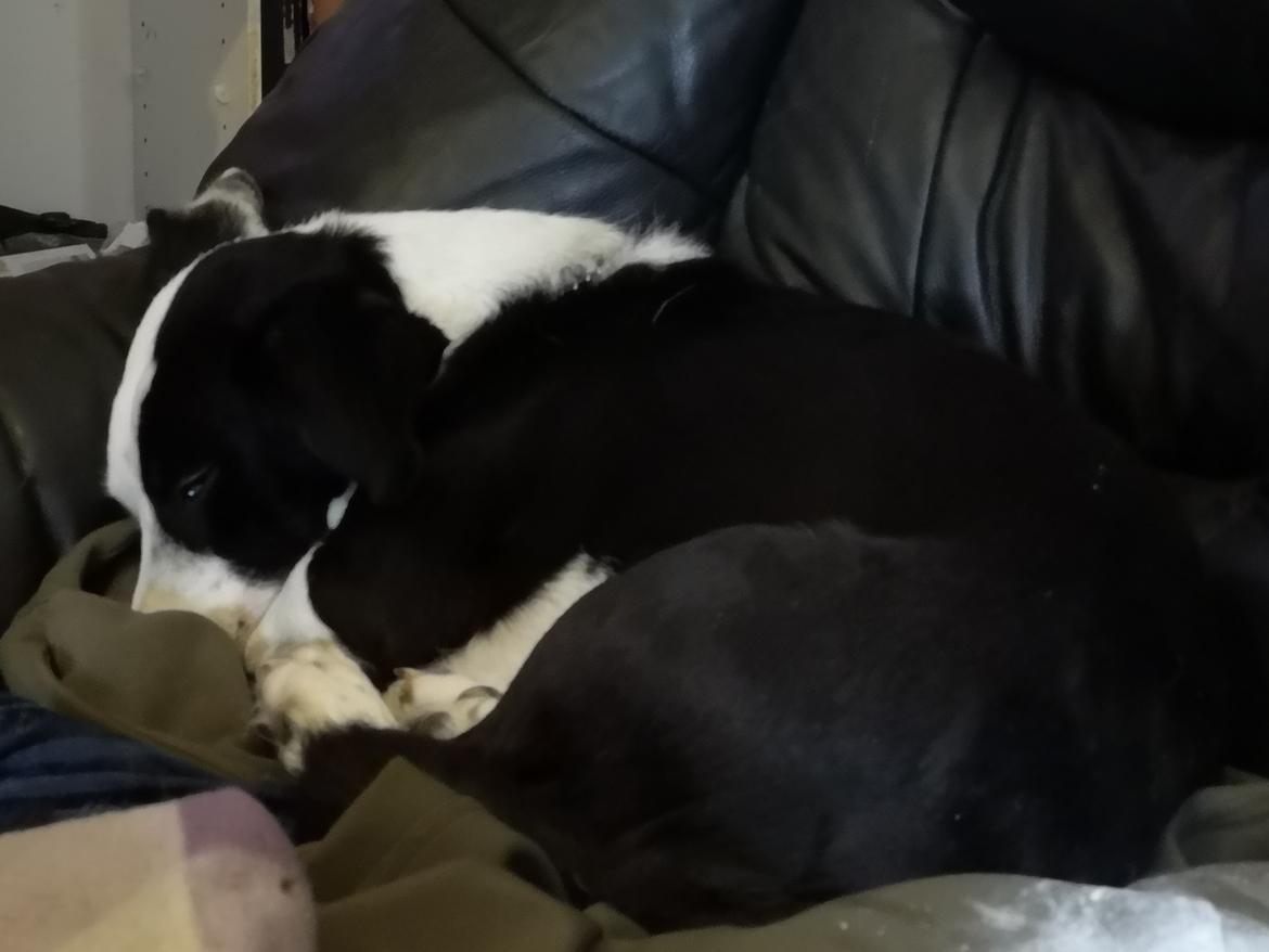 Blanding af racer Mowgli  billede 20