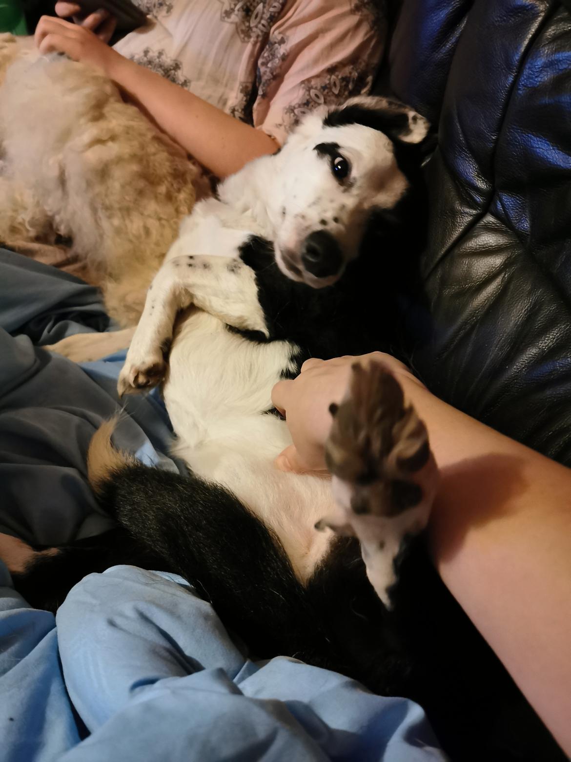 Blanding af racer Mowgli  billede 16