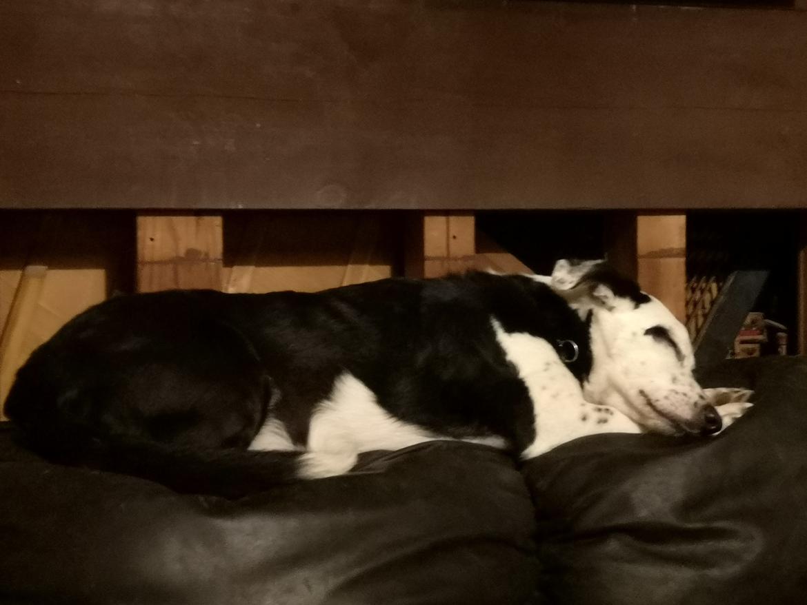 Blanding af racer Mowgli  billede 17