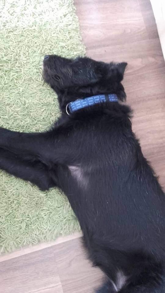 Blanding af racer Laika  billede 17