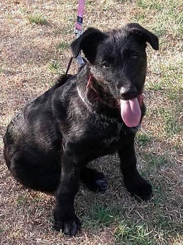 Blanding af racer Laika  billede 20