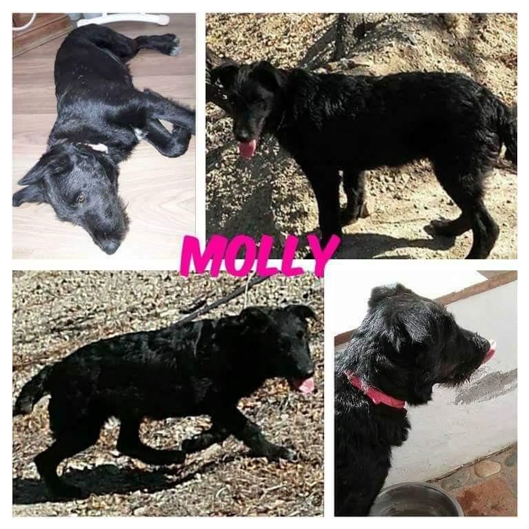 Blanding af racer Laika  billede 16