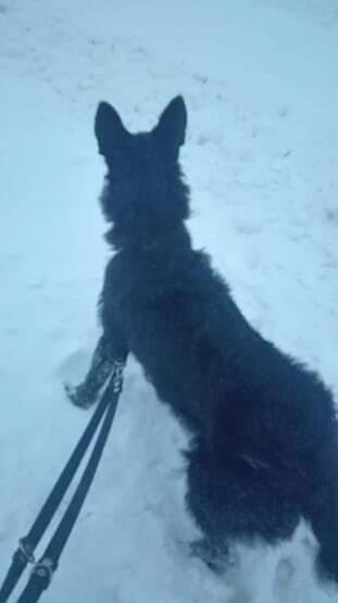 Blanding af racer Laika  billede 21