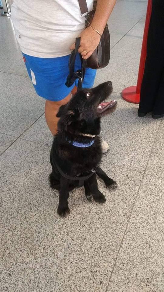 Blanding af racer Laika  billede 18