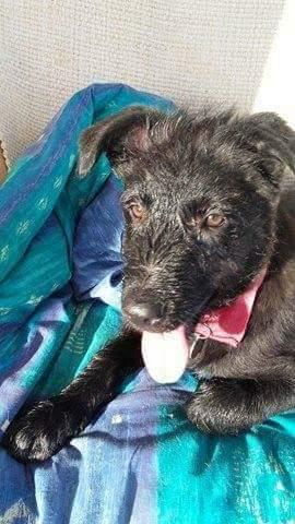 Blanding af racer Laika  billede 14