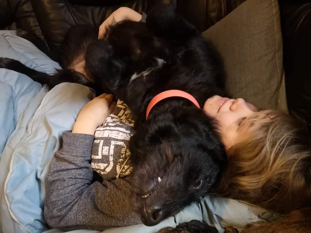 Blanding af racer Laika  billede 13