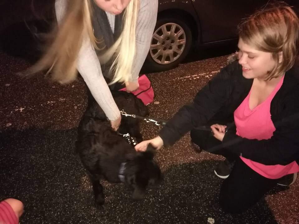 Blanding af racer Laika  billede 15