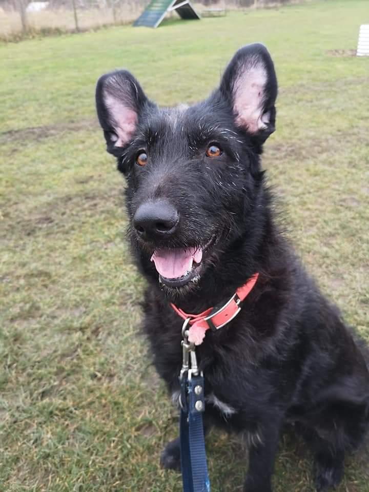 Blanding af racer Laika  billede 22