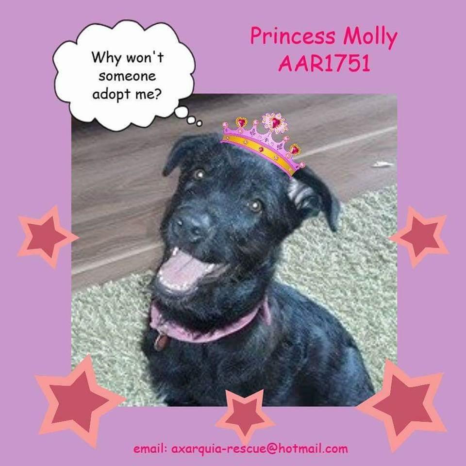 Blanding af racer Laika  billede 19