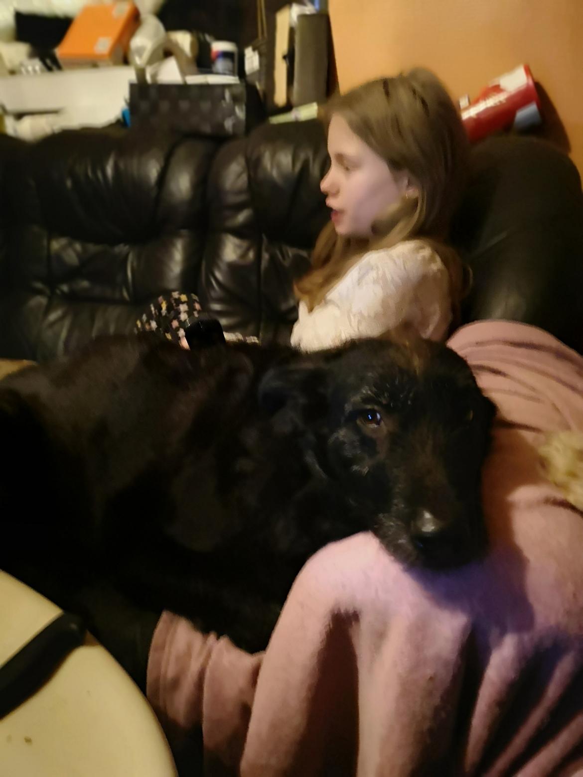 Blanding af racer Laika  billede 10