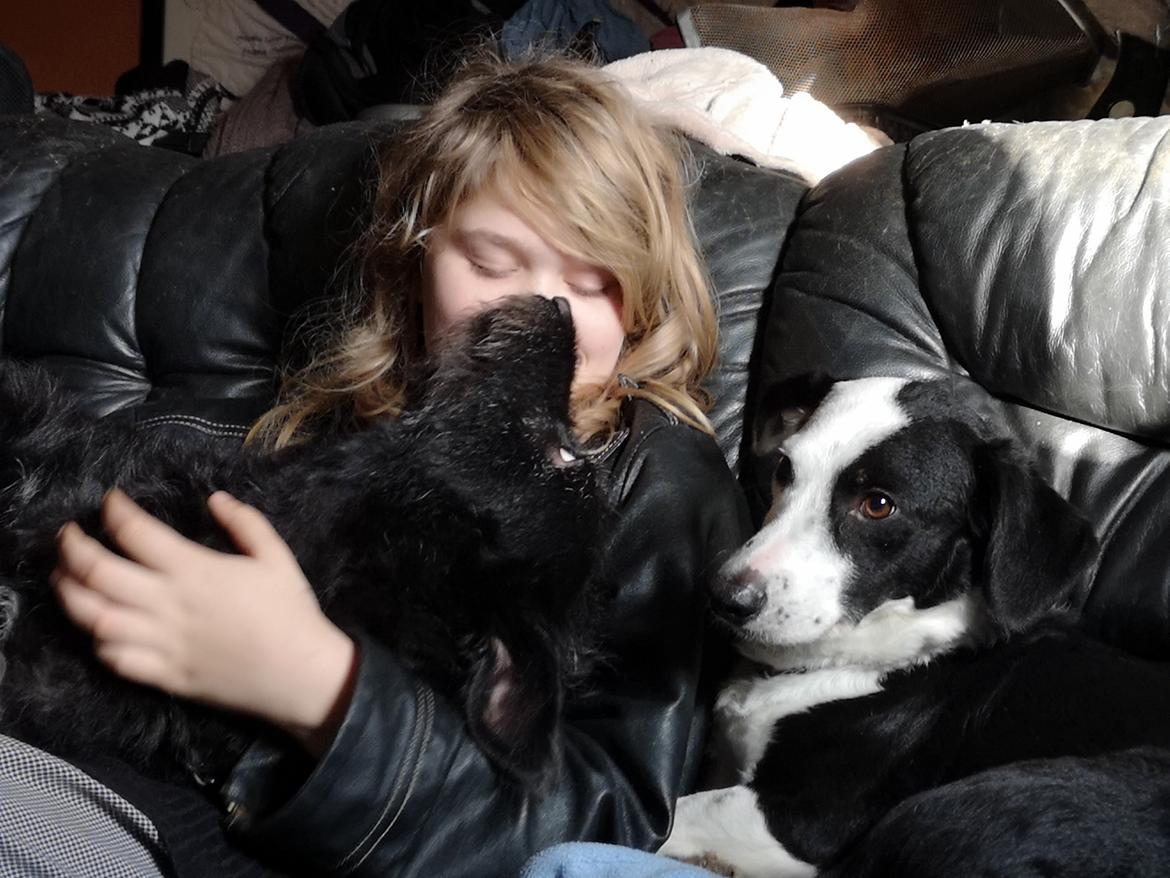 Blanding af racer Laika  billede 9