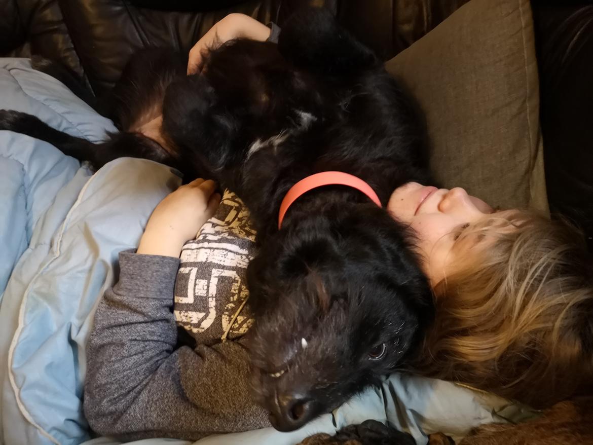 Blanding af racer Laika  billede 3