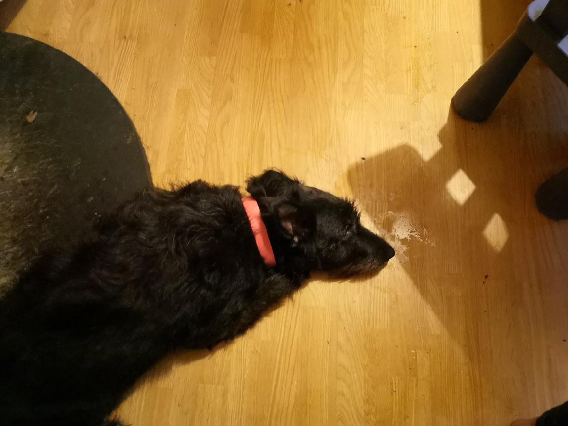 Blanding af racer Laika  billede 5