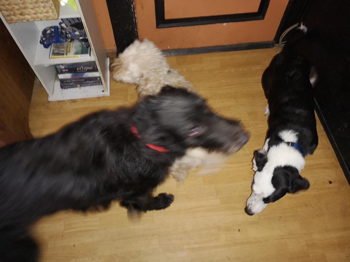 Blanding af racer Laika  billede 4